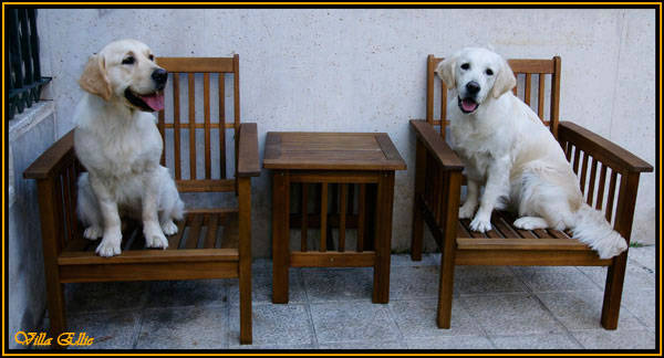 perro golden retriever villa ellie